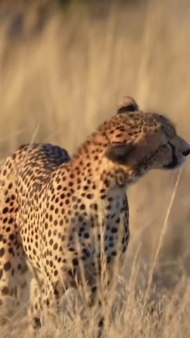 Inside the cheetah’s hunting technique: Key insights