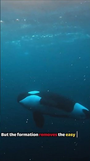 Sperm Whale vs Orca: The Ocean's Most BRUTAL Battle 🐳🌊#wildlife #ocean #facts