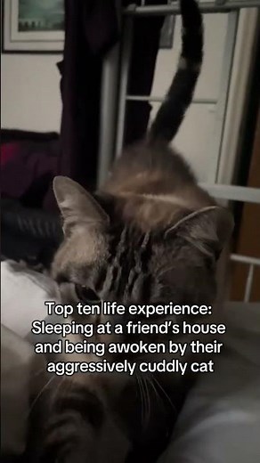 @mimsy.whimsy: 10/10 would recommend #cat #catlover #kitty