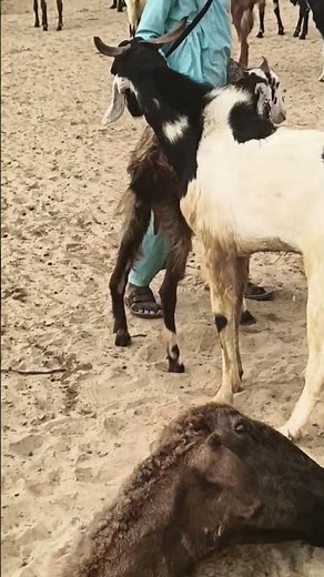 Peaceful Goat Grazing in the Countryside 🐐🌿#desert #shorts#goat #viral