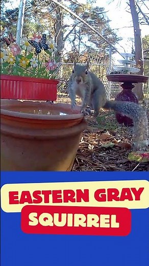 Eastern Gray Squirrel #wildlife