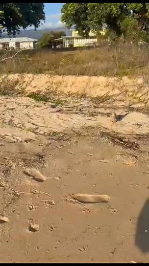 Friend of mine was walking the beach in Cardwell, QLD, this morning when he spotted a juvenile Red Belly Black snake creeping up on a lizard, and videoed it’s predation of the lizard this morning. I just wanted to share this very cool video, as it’s a great example of how much work is involved for a snake to find and catch its food and to show how effective each snake’s venom is, for the type of prey it hunts so that the interaction is quick and effective and the snake isn’t exposed for too long