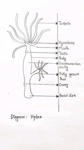 Hydra Diagram most important for science students | How to draw Hydra structure