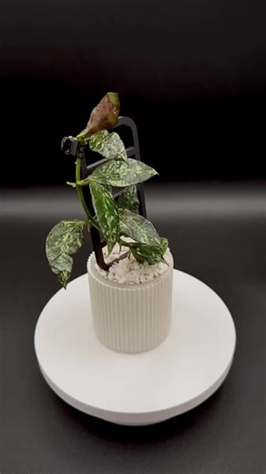 Hoya Lacunosa Zebra Skin Rare Live Houseplant - Etsy