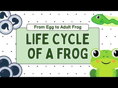Frog Life Cycle