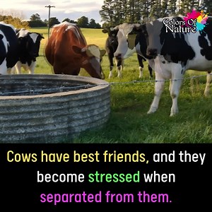 Cows have best friends | Colors Of Nature
