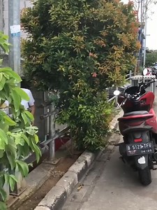 12K views · 166 reactions | Awi Anak Betawi Part 4 | Caca | Facebook