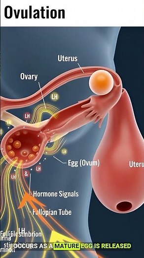 Menstrual Cycle Animation | Female Reproductive System Explained