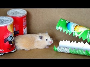 Hamster Pringles Obstacle Course