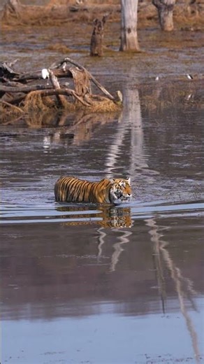 The Wild Heart of Ranthambore 🐅