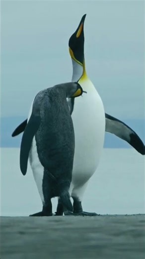 A Day in the Life of a Penguin 🐧 | Nature’s Cutest Survivor