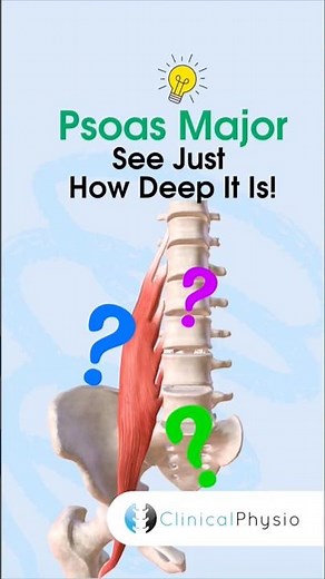 Psoas Major #physicaltherapy #physiotherapy #anatomy #muscleanatomy #psoas