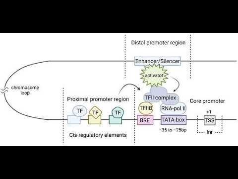 Enhancer, Promoter and UTR sequence; key regulatory elements in gene expression