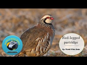🐦 All About the Red-Legged Partridge | Facts, Habitat & Behavior!