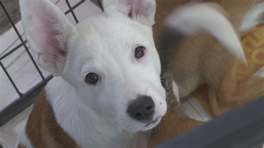 Akron shelter helping displaced and homeless pets from hurricanes in Florida, North Carolina