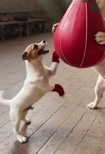 Dog Boxing Gym: He’s Training for a World Title 😤🤣