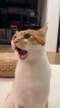 Every cat meows differently. 💕💕