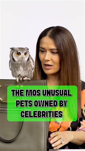 The most unusual celebrity pets 😳 | Celebrity Buzz