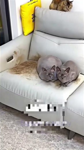 😃The story of two cute hairless cats @ExplainBuzz @Factamatar #ytstudioes #shortvideo #facts