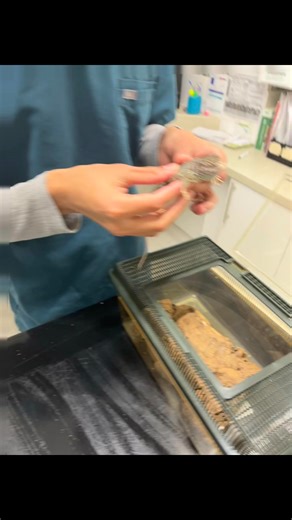 This little guy is already on the mend🙏 | Midlands Reptile Rescue
