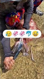Giant Squid Caught in Shallow Water 😱🦑 | Viral Fish