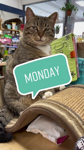Monday mood #shopcat #truevalue #catsoftiktok #shoppershardware #judgmentaldaniel @rossidwoods