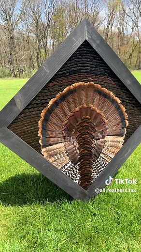 EASTERN🦃 #TurkeySeason #FeatherArt #FeatherMounts #TurkeyFans #Gobblers #SpringThunder #Taxidermy #TurkeyMount #RiosTurkey #MerriamsTurkey #EasternTurkey #GouldsTurkey #OsceolaTurkey #GrandSlam #WorldTurkeySlam #Chasing49 #SpringTurkey