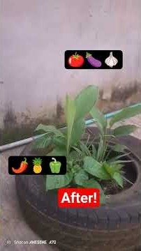 My Garden Story 🌶️🍅 | Weeded, Healthy & Growing Strong.