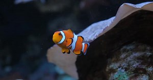 Nemo the Clownfish Swims Underwater Snorkeling on a Coral Reef Tropical Fish