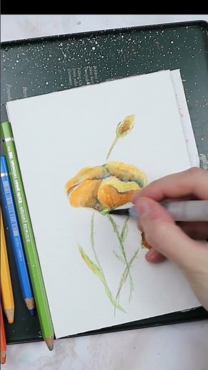 Drawing flowers with watercolor pencils - Speed Painting #shorts