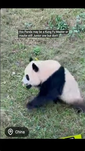 MASCOTAS KUNG FU - KUNG FU PETS #short #shorts #reels #tiktok #youtubeshorts #reel