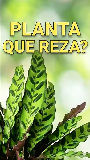 Maranta Cascavel: a planta que reza! 🌿🙏