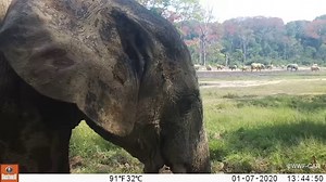 32K views · 2.4K reactions | C'est la journée mondiale de l'éléphant,...