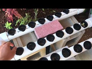How to Expand Your Aquaponics System with Net Cup PVC Pipe Grow Lines