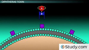 What is Diphtheria? | Causes, Symptoms & Treatments