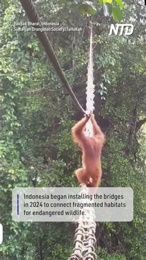 First Sumatran Orangutan Filmed Crossing Canopy Bridge Above Road