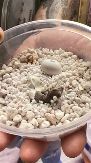 Baby Gecko Born In My Hand! #gecko #reptiles | Brian Barczyk