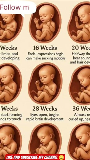 # Growth stage# in pregnancy 👶🏻