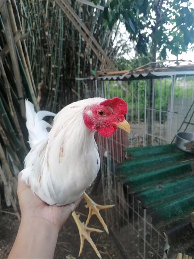 ivan B America (@ivan.b.america)’s videos with original sound - ivan B America