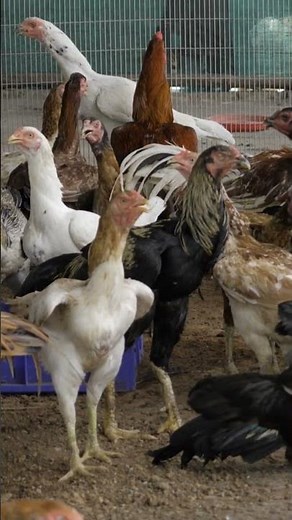 Chicken Coop Sounds (Real Farmyard Clucking & Crowing)