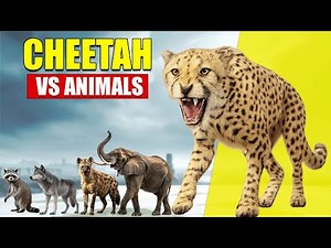 𝗖𝗵𝗲𝗲𝘁𝗮𝗵 𝘃𝘀 𝗔𝗹𝗹 𝗔𝗻𝗶𝗺𝗮𝗹𝘀 | 𝗦𝗶𝘇𝗲 𝗖𝗼𝗺𝗽𝗮𝗿𝗶𝘀𝗼𝗻 𝟮𝟬𝟮𝟱