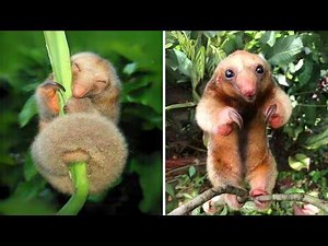 Silky Anteater 🦥 This Tiny Predator Is Adorable!
