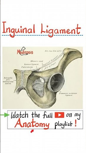 Anatomy of the Inguinal Ligament - Inguinal Canal...#doctor #nurse #anatomy #physiology #biology