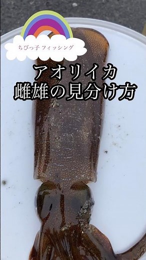 貴重な技術！アオリイカの雄とメスを見分けるエギング術#shorts