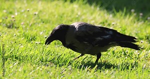 Single Hooded crow bird feeding on a grassy meadow during a spring nesting period