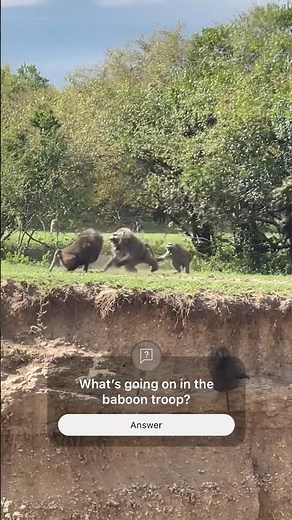 Baboons fight