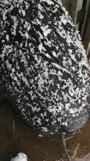 4.7K views · 103 reactions | Canadian piggy problems. But doesn't Mr Dean have the cutest butt cheeks? | Ruby Ranch Pig and farm animal Sanctuary | Facebook