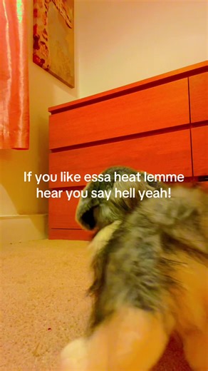 Emotional Support Stuffed Animals: Essa Community Guide