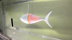 Inspired by the speedy fin-flapping capabilities of tuna and mackerel, the “Tunabot” by University of Virginia engineers and Museum of Comparative Zoology scientists was able to travel four body lengths per second, faster than most #fish -inspired #robots. In Science Robotics: https://fcld.ly/p3qmsx1 ($) | Science