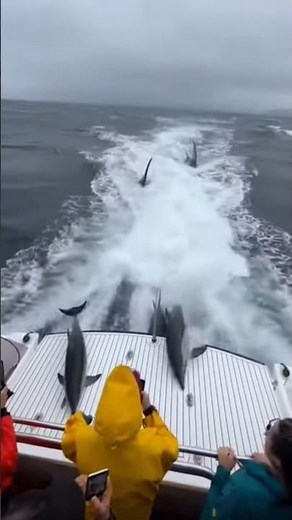 Dolphins chased by huge sharks and whales leap onto a moving boat for safety!